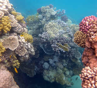 Schönen Korallenriff