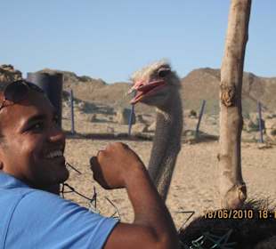 Kameramann und der Strauß waren gute Freunde 