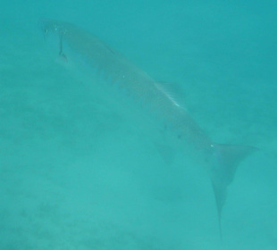 Großer Barrakuda (Sphyraena barracuda)
