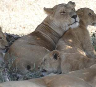 Löwenfamilie Serengeti