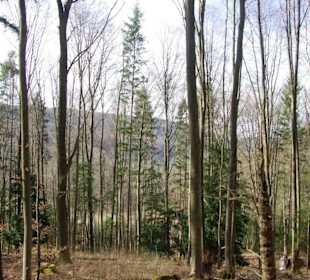 Reines Waldgebiet beim Aufstieg