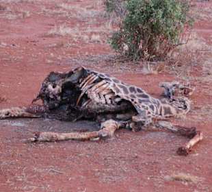 Tsavo Ost