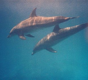 Wilde Delfine 