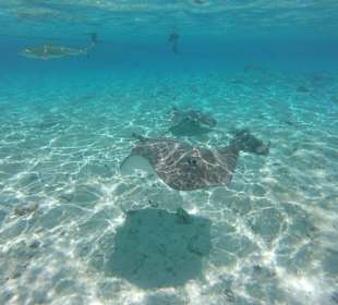 Schnorcheln mit Rochen und Haien