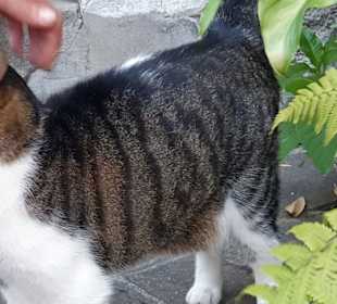 Brauchte eine Streicheleinheit