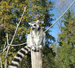Aus dem Raritäten Zoo Ebbs