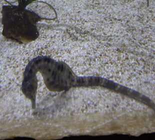 National Aquarium Malta