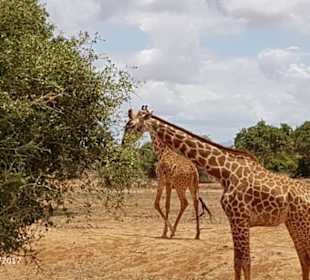 PrivatSafari 10/17 - Tsavo+Amboseli - impressions