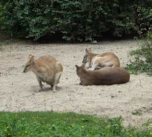 Tierpark Hellabrunn