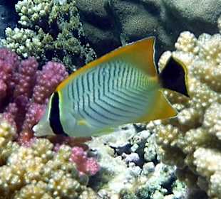 Rwelt Riff Rohanou Beach Resort