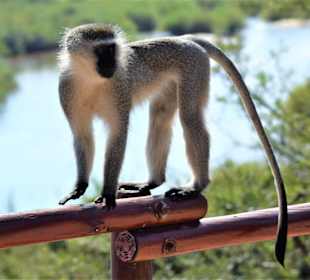 Südl.grüne Meerkatze