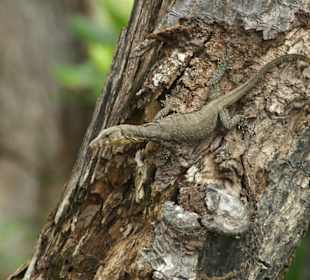 Bei der Mangroventour