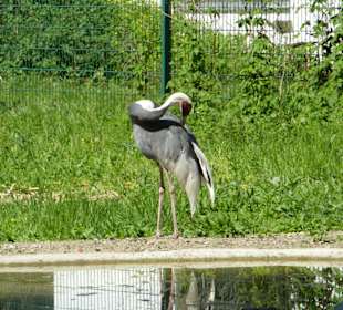 Weißnackenkranich