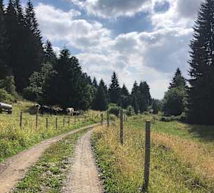 Wandern Grünten