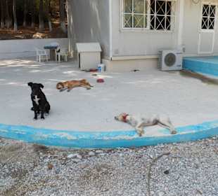 Profitis Amos, Faliraki