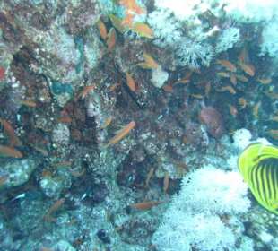 Tauchgebiet Umm Gamar