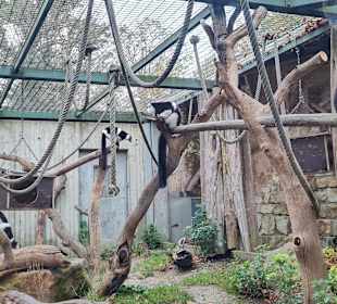 Zoo Hannover 