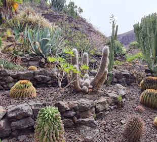 Viele Kakteen