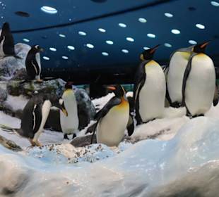 Das Pinguin-Gehege mit Eis und Schnee