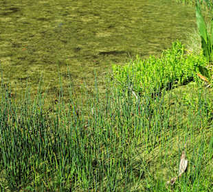 Eindrücke vom Rundgang durch den Berggarten
