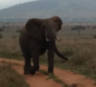 Elefanten hautnah, in Augenhöhe