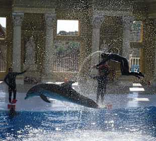 Mann springt mit Delphin