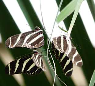 Schmetterling