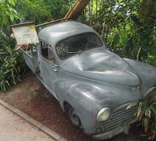 Weg durch den Urwald