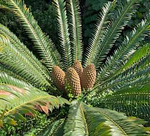 Mortella Garten