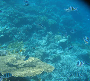 Korallenriff