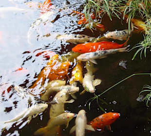 Loro Park - Fischteich