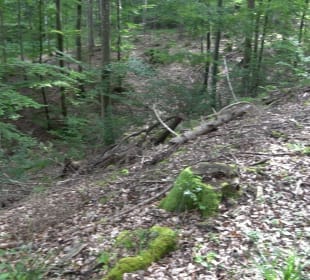 Wanderung Sulzeiche ins Schaichtal Walddorf