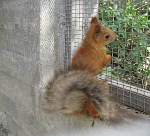 Кастальская купель