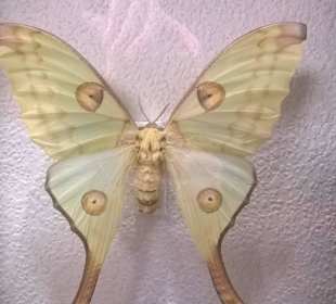 Wystawa najpiękniejszych, wyselekcjonowanych motyli