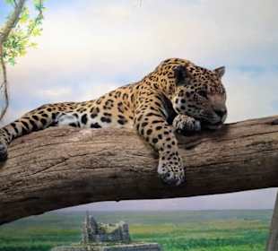 Bei den Raubkatzen im Zoo Salzburg