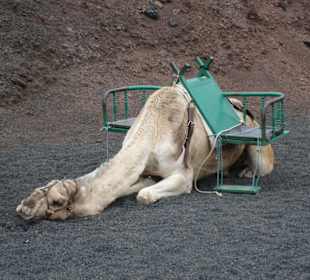 Müdes Kamel vor der Touri-tour