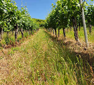 Wandern Ellenz-Poltersdorf
