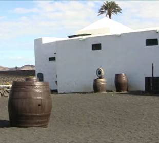 Bodega + Museum El Grifo