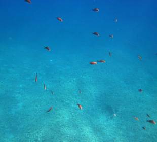 Šnorchlování v oblasti Kalithea