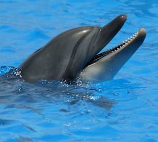 Auch das gibts in Hotelnähe zu sehen