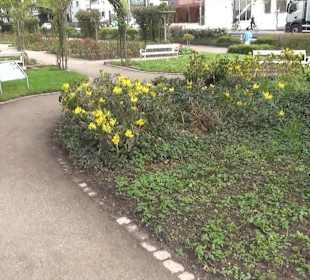 Bürgerpark Offenburg