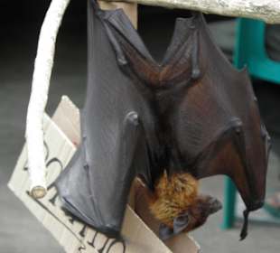 Fledermause zum Anfassen