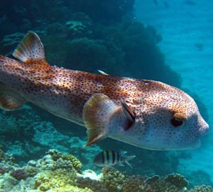 Gepunkteter Igelfisch