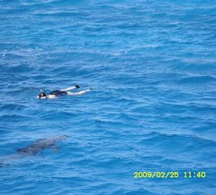 Delphin - zum Anfassn nah!