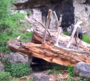 Eurasienbereich - Braunbär