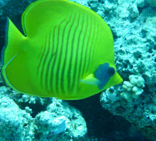 Delfine-Joseph Mogli`s Freunde