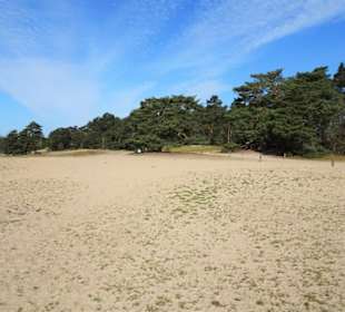 Rundgang durch die Verdener Dünen