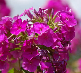 Muzeum Wsi Lubelskiej