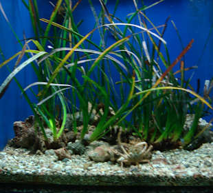 CretAquarium