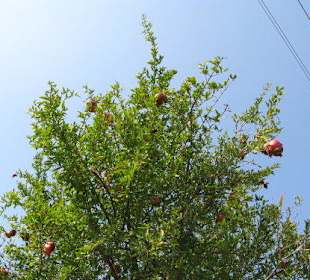 Granatapfel 